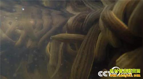 [�¸���]�����������´� ���Ż��������� 20190211 