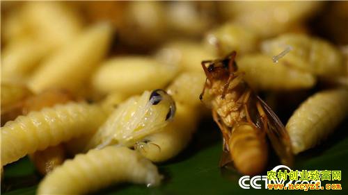 [�¸���]�����������´� ���Ż��������� 20190211 