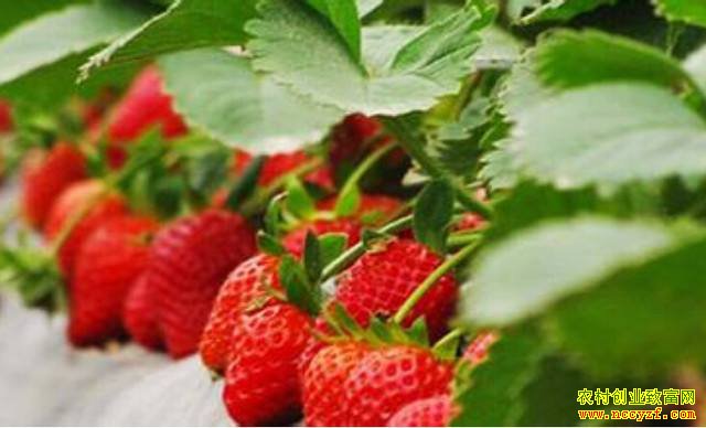 ��ɫ����������ֲ����ũ��������·��