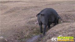 [�¸���]������ֳ׬Ǯ�и��� ���Ż���������