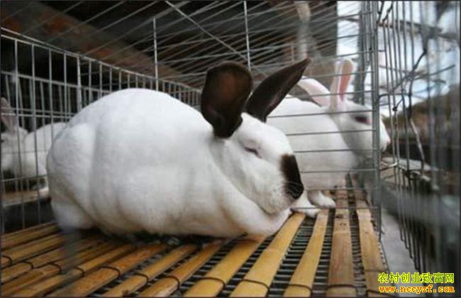 �紺������ ���ĵ�Ӧע��