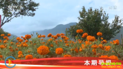 [�Ƽ�Է]�ջ��ÿ�Ҳ�ܳ� ��ֲ���پ�Ч���