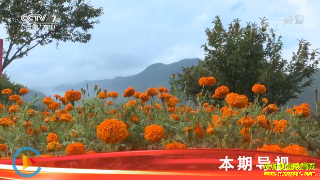 [�Ƽ�Է]�ջ��ÿ�Ҳ�ܳ� ��ֲ���پ�Ч���