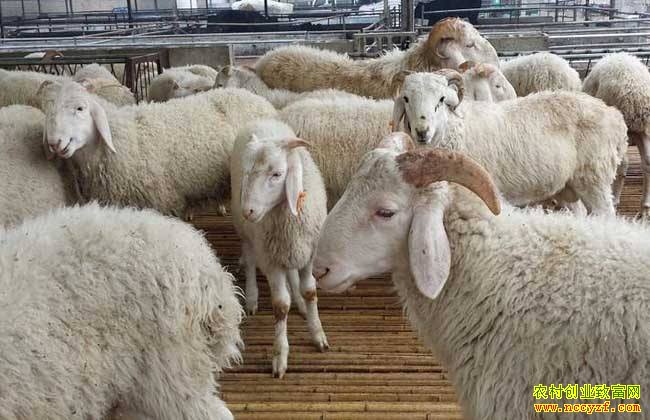 2019��������,��ʲôƷ�ֵ���Ч�������׬Ǯ��