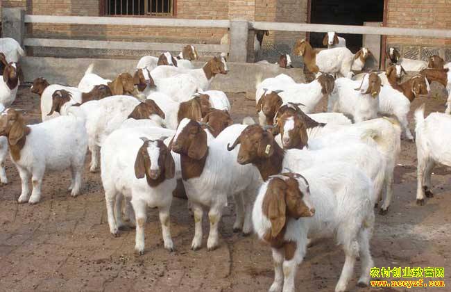 2019��������,��ʲôƷ�ֵ���Ч�������׬Ǯ��