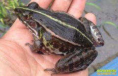 �Ĵ������ض����·��紴ҵ�����������¸�·