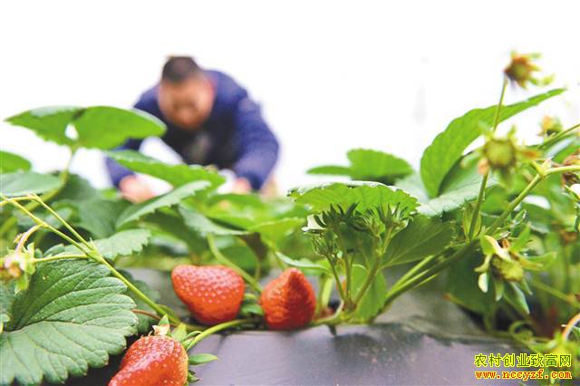 �����뽭������ɫ��ֲ�����ݮ�¸�æ