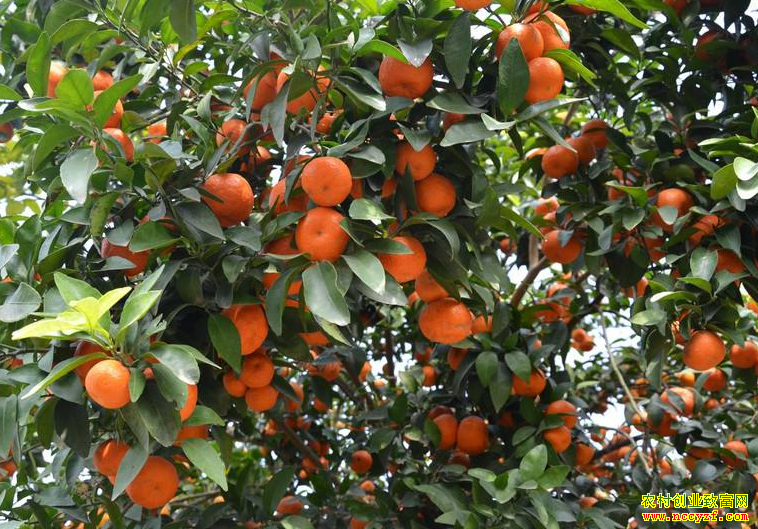 �Ĵ����������׷��紴ҵ��ɽ��ֲɰ�ǽ�Ч���