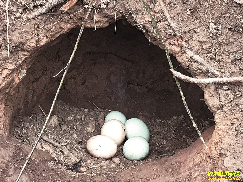 �Ĵ�������֣�����䶴��������ֳ�ڼ�Ч���