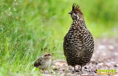 黼���ÿ������300Ԫ ��ֳ黼�ǰ���ã���β黼���ֳ������