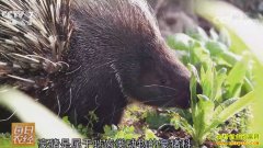 [ÿ��ũ��]�Ĵ��ڽ���ǧƽ������ǰ����