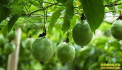 �Ĵ��㰲���ƻ����紴ҵ��ֲ������ɡ��¸�����