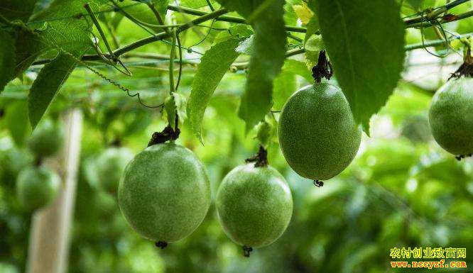 �Ĵ��㰲���ƻ����紴ҵ��ֲ������ɡ��¸�����