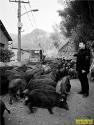 �㽭�������ױ���ɽ�ﴳ��ֳ��������һƬ�����