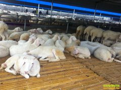 ����۸��¸ߣ���ֳ�������������