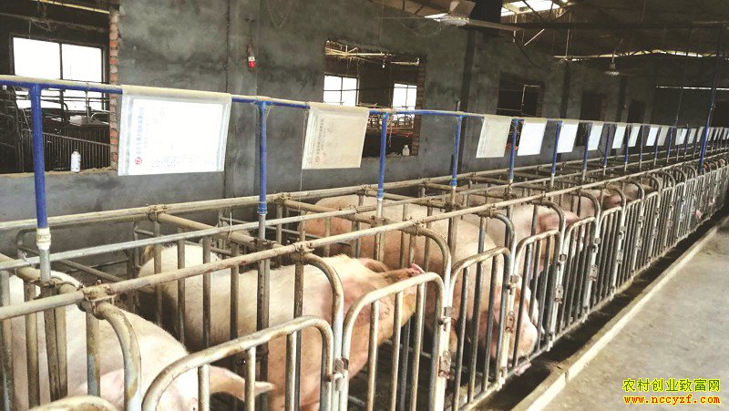 �Ĵ����س�С�շ���������ҵ����20��