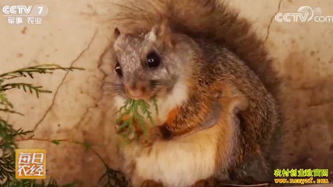 [ÿ��ũ��]�������壺��������ķ�����ֳ��׬Ǯ