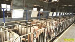 �Ĵ����س�С�շ��紴ҵ��������20��