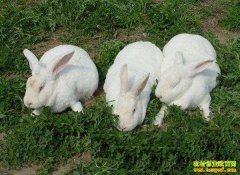 ������Ϊʲô��׬Ǯ��4��ԭ��Ϊ��ֳ����һ��