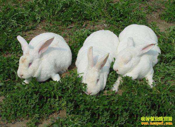 ������Ϊʲô��׬Ǯ��4��ԭ��Ϊ��ֳ����һ��