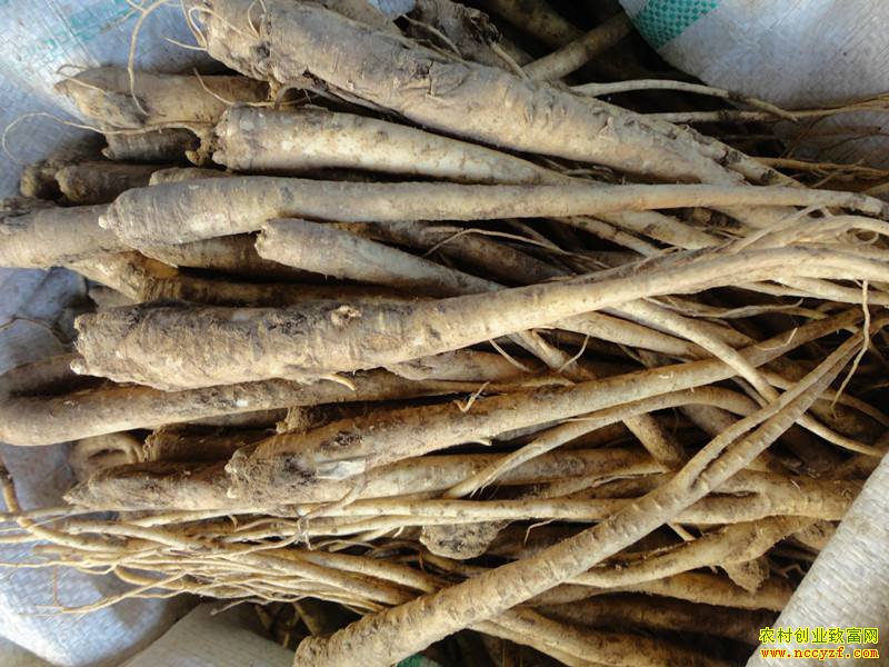 2019���½۹��۸�����