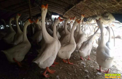 ����ˮ��Ѽ�죿��ϯ��ѧ�ң�Ѽ�캵��ģʽЧ����ֻ���