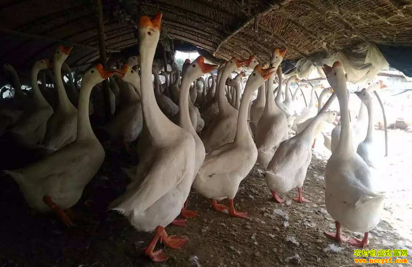 ����ˮ��Ѽ�죿��ϯ��ѧ�ң�Ѽ�캵��ģʽЧ����ֻ���