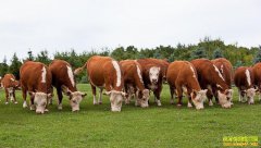 ������ţ��׬Ǯ��ר�ҽ�����ţ��ֳЧ����󻯵ķ�������