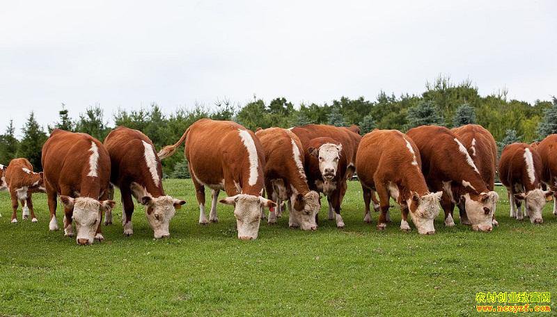 ������ţ��׬Ǯ��ר�ҽ�����ţ��ֳЧ����󻯵ķ�������