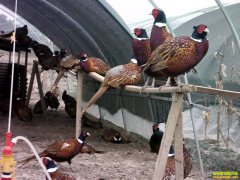 ����Т������⿡��ֳ�߲�ɽ�������¸�·