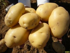 ��������Ǯһ�2020��3��18�������۸�����