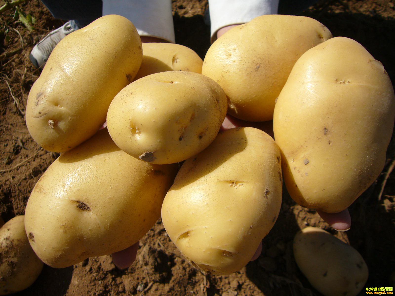 ��������Ǯһ�2019���������������������۸�����