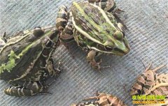 �Ĵ��ڽ����а�������紴ҵ�������˳�����¸�·