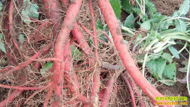 2019��3��5�������������µ��μ۸�����