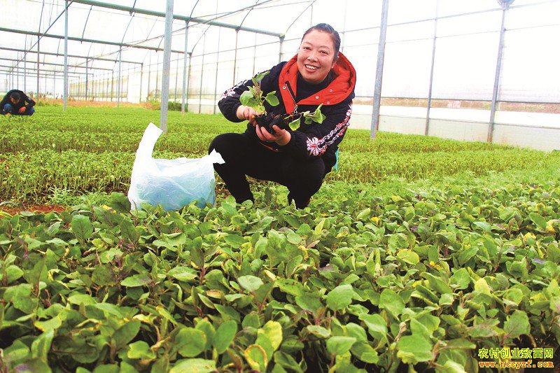 �Ĵ�������������ֲ�޽�������������Ǯ��