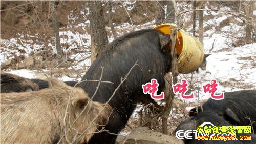 [�¸���]�㾡�Ҳ� ��ɽ�ڶ� ������ħ������ǧ��Ԫ 20190304 