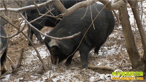 [�¸���]�㾡�Ҳ� ��ɽ�ڶ� ������ħ������ǧ��Ԫ 20190304 