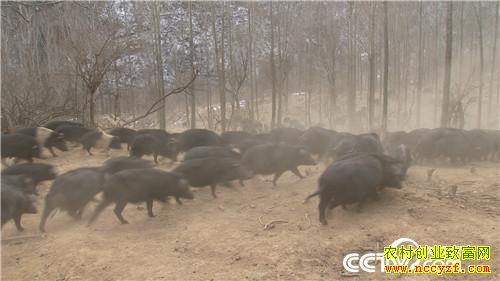 [�¸���]�㾡�Ҳ� ��ɽ�ڶ� ������ħ������ǧ��Ԫ 20190304 