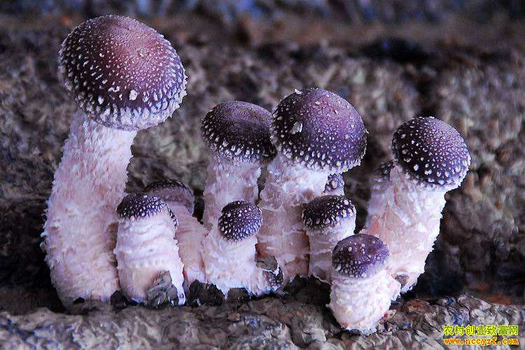 ������ֲʲô��׬Ǯ��2019���ĸ���ֲ��Ŀ������-ʳ�þ���ֲ