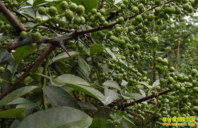 ������ֲʲô��׬Ǯ��2019���ĸ���ֲ��Ŀ������-������ֲ