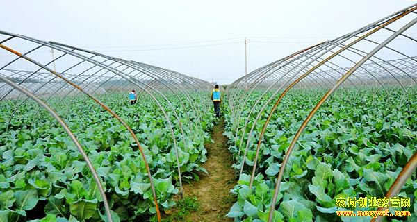 ������ֲʲô��׬Ǯ��2019���ĸ���ֲ��Ŀ������-�����߲���ֲ