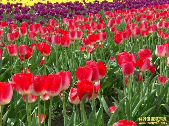 ������ֲʲô��׬Ǯ��2019���ĸ���ֲ��Ŀ������-������ֲ