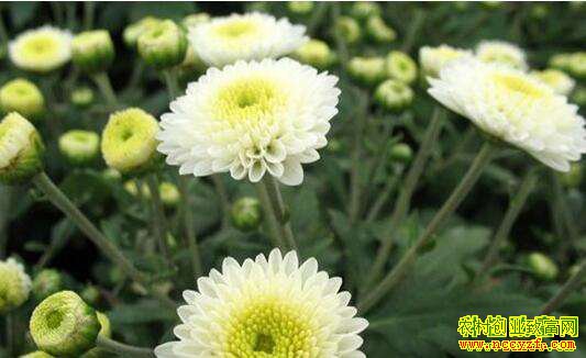 ������ֲ����ʳ�þջ�������ʳ�þ����༼��Ҫ��