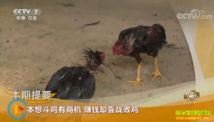 [�¸���]������˫����������������׬Ǯȴ��ս�ܼ�