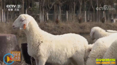 [ÿ��ũ��]��������ô�ͷ������ ������ֳЧ���