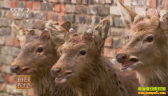 [ÿ��ũ��]�Ĵ���飺��ֳ������÷��¹�ܻ�ӭ