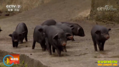 [�Ƽ�Է]���ݴӽ������������� ����������