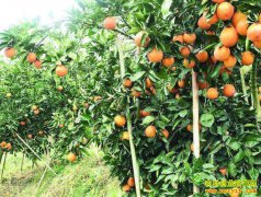 ���콭��ؾ�����ֲ����ȣ�ʮ�겻׬Ǯ�Ĺ�԰���ˡ��¸�԰��