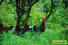 �����������������������������ؼ���Ҫ��