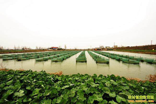 ����������׬Ǯ���������ˮ����ֳģʽ ���ʺ��ĸ���